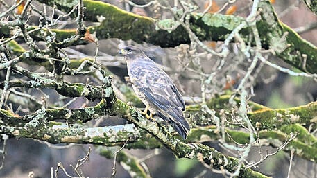 WILDLIFE: The Common Buzzard: a case of mistaken identity Image