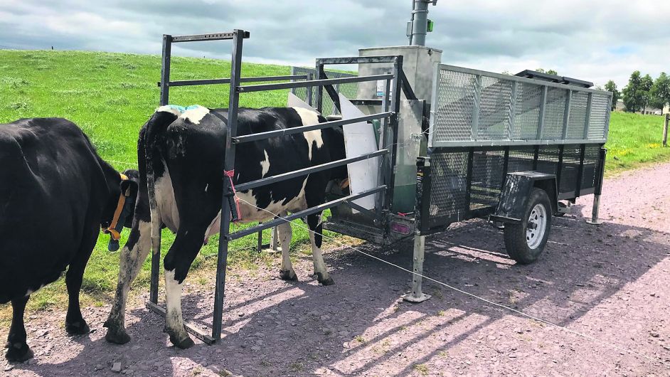 Farmers can now choose to breed environmentally-friendly cattle Image