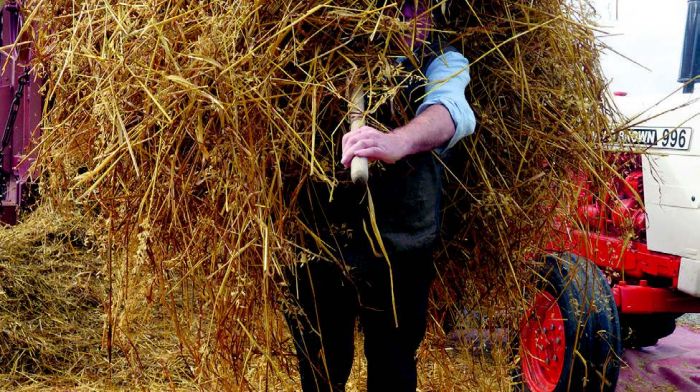 Martin Russell, hidden under his own bundle of straw, taking part in the recent Old Time Threshing event in Drimoleague