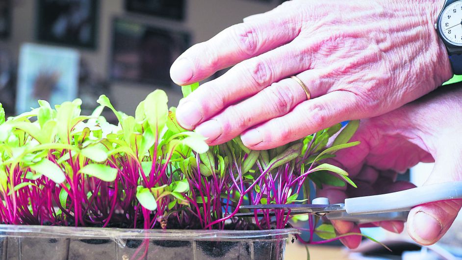 Garden cleansed after big freeze Image