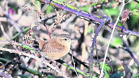 Christmas gifts from local nature Image