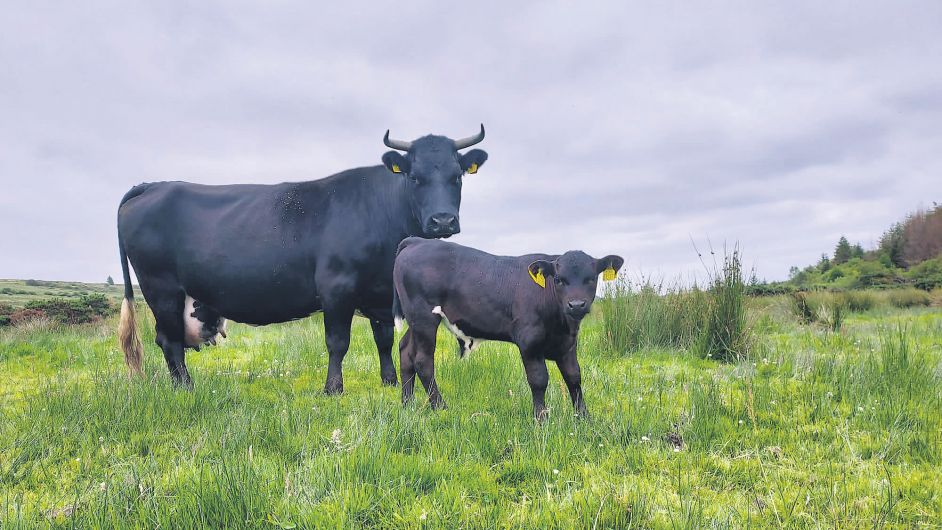 Pedigree Angus bull and four in-calf cows stolen Image