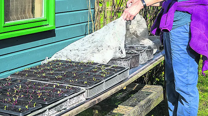 GARDENING: Season for sowing and growing Image