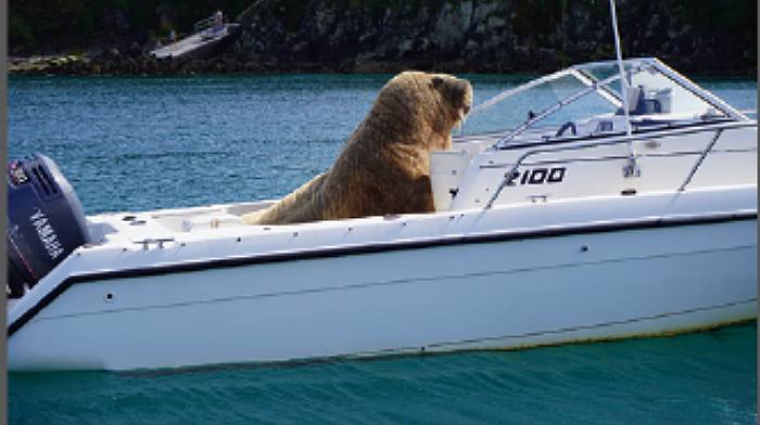 Fears ‘Wally’ won’t be our only visitor Image