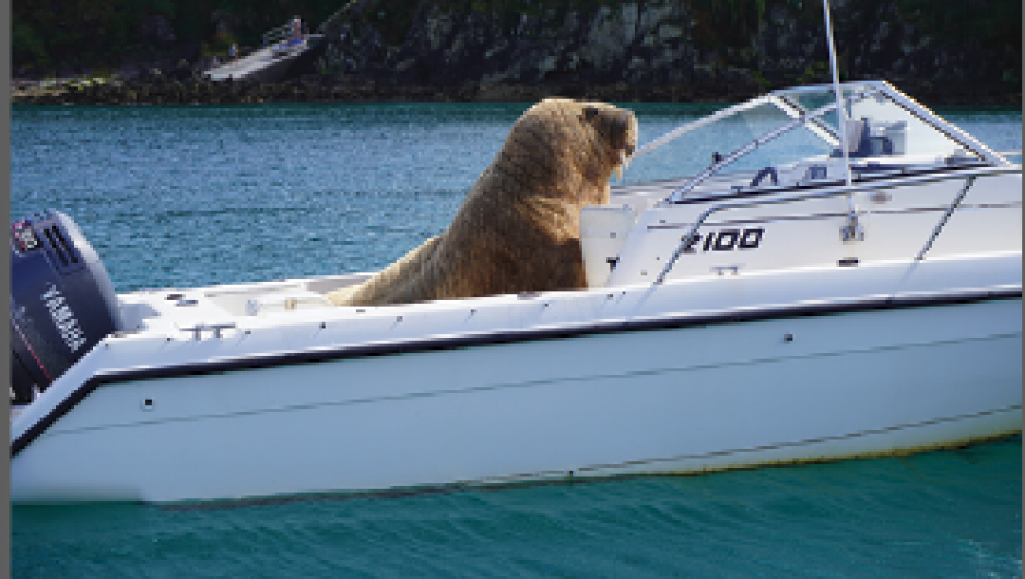 Fears ‘Wally’ won’t be our only visitor Image