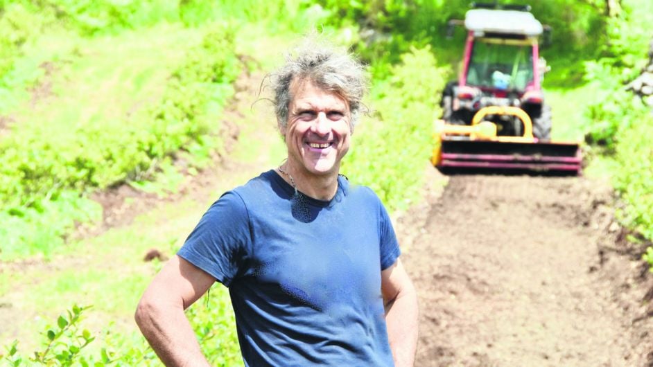 Doctor finds his ‘super’ berries are thriving on a West Cork mountain Image