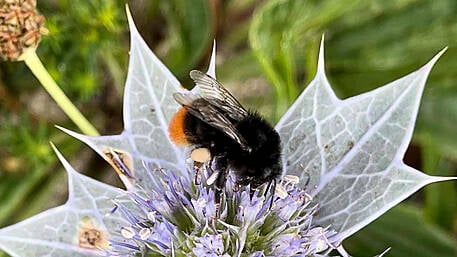 WILDLIFE: Spring is giving us a great old buzz Image