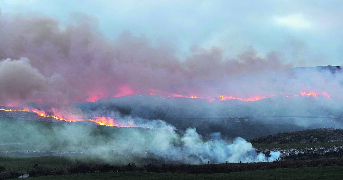 Gorse fires have outlived their usefulness – so ban them now | Southern ...