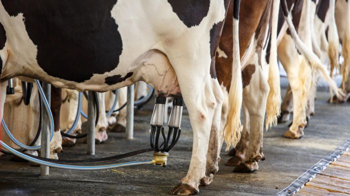 Milk margins now ‘dangerously close to being totally wiped out’ Image