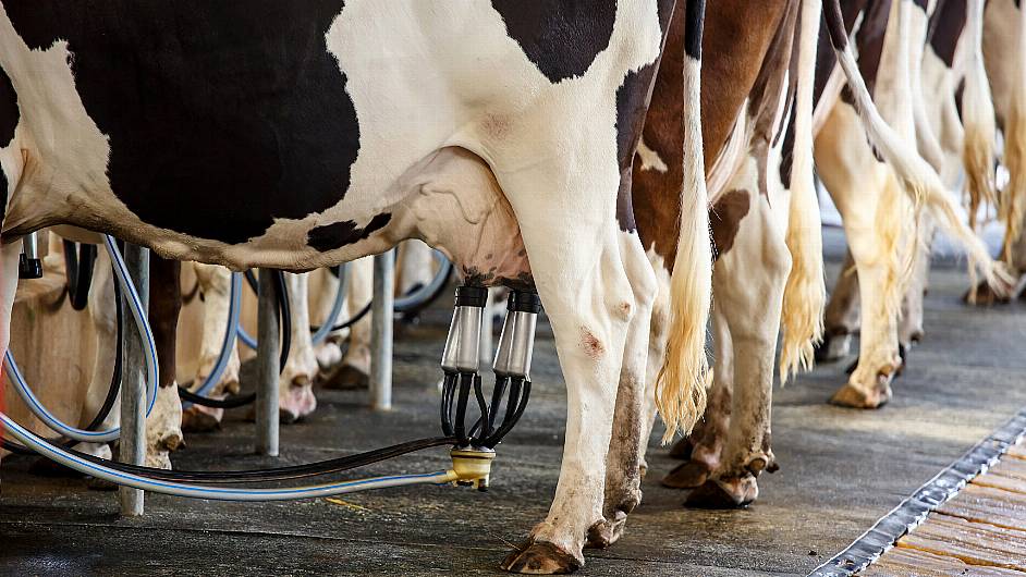 Milk margins now ‘dangerously close to being totally wiped out’ Image