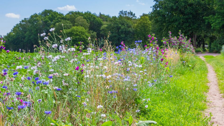 Changes to Green Cert and levy on ag exports proposed in biodiversity plan Image