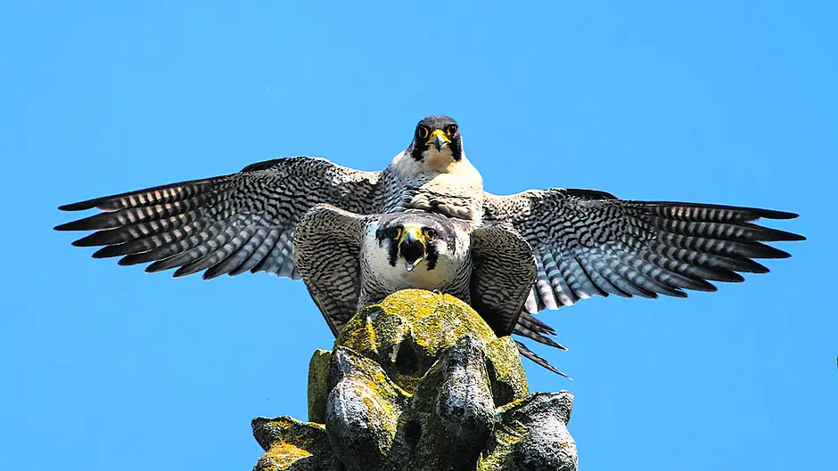 Reader’s Picture of the Week Image