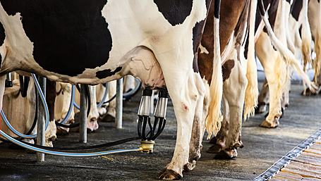 Revenue increases but milk volumes down at Carbery Image