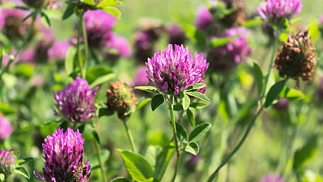 Applications open for funds to plant red clover Image