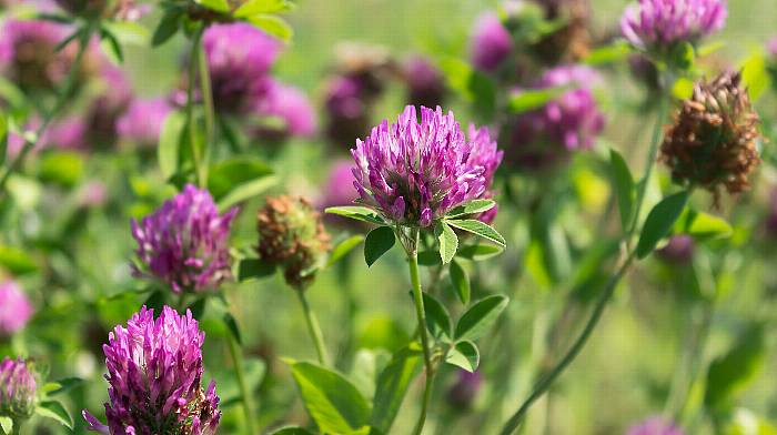 Applications open for funds to plant red clover Image