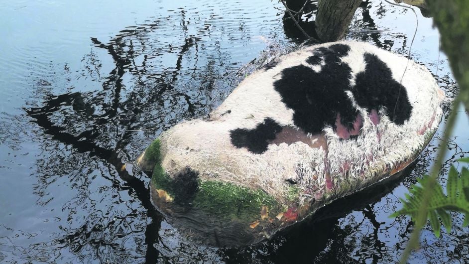 Dead cow lying in River Ilen since April is health hazard Image