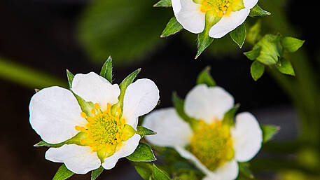 Protect strawberries Image