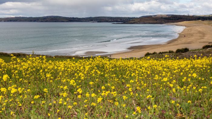 Search ongoing for woman reported missing at Long Strand Image