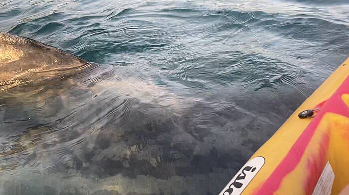 WATCH: Basking shark says hello to Clonakilty kayaker Image