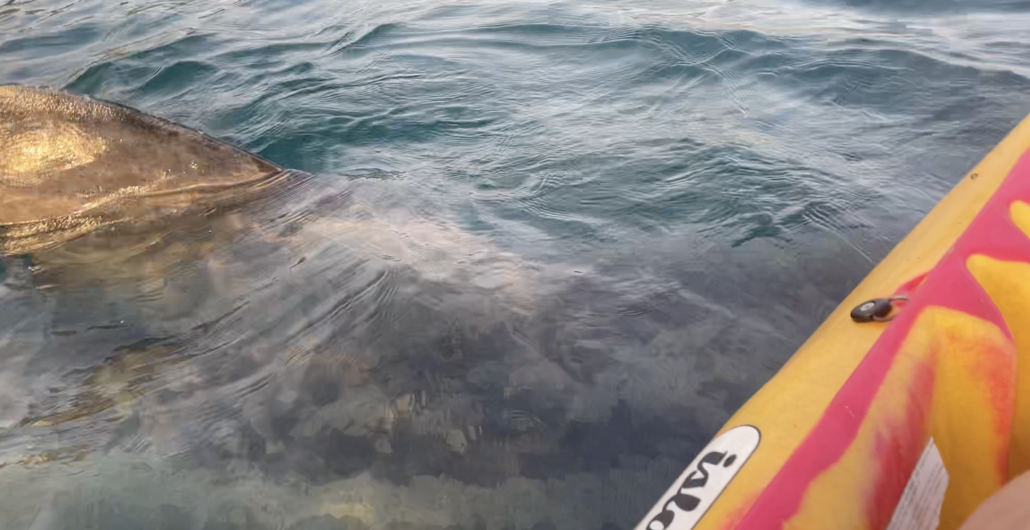 WATCH: Basking shark says hello to Clonakilty kayaker Image