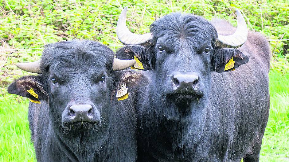 Placid ‘pet’ water buffalo are turning heads in their new Castlehaven home Image