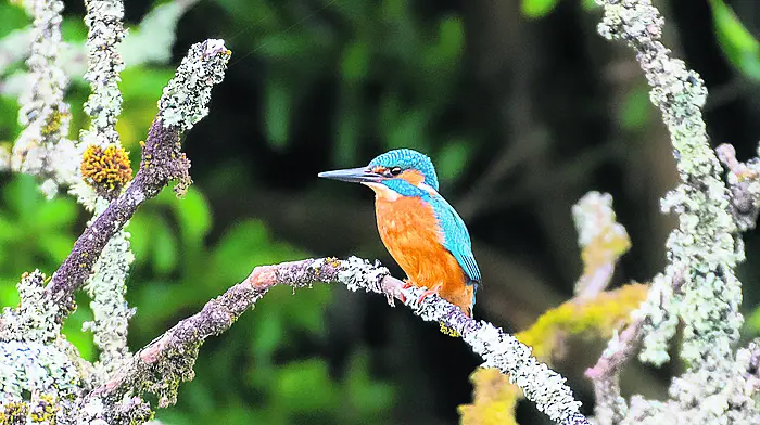 Reader’s Picture of the Week Image