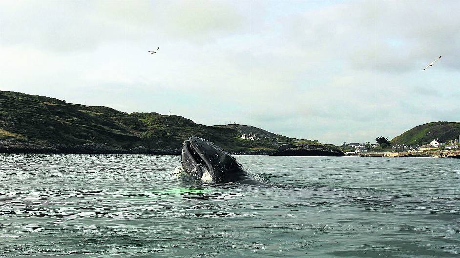 Harry the humpback holidays in Trag – but don’t get too close Image