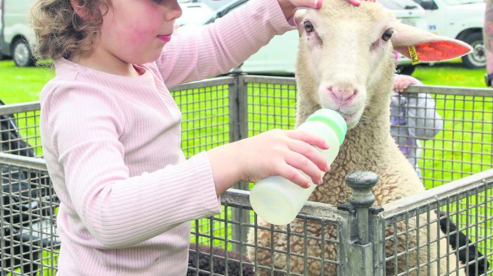 Hazel Deane from Dunmanway feeds milk to a lamb. (Photo: David Creedon)