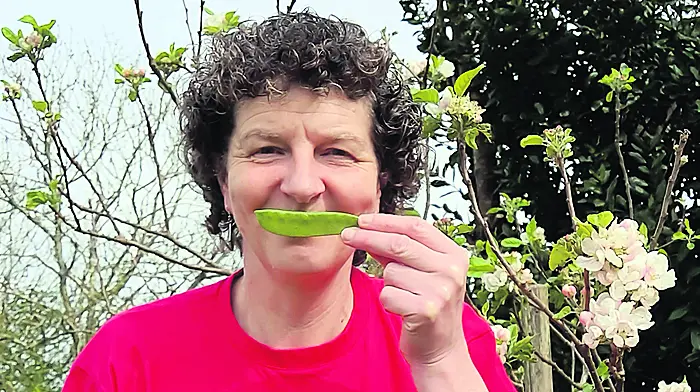 Ballydehob’s Margaret ‘hap-pea’ with progress for Malawi farmers Image