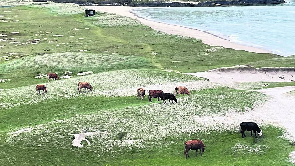 Calls for cows to be removed from Barleycove’s beach sand dunes Image