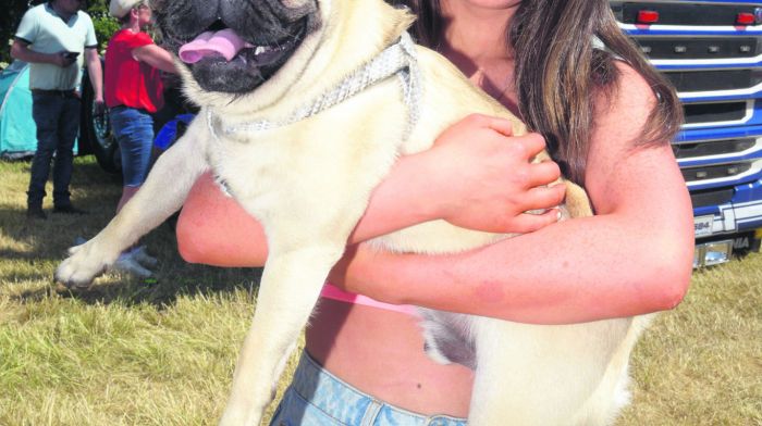 Molly Corcoran from Crookstown with ‘Max’ at the annual Innishannon steam and vintage rally. (Photo: Denis Boyle)