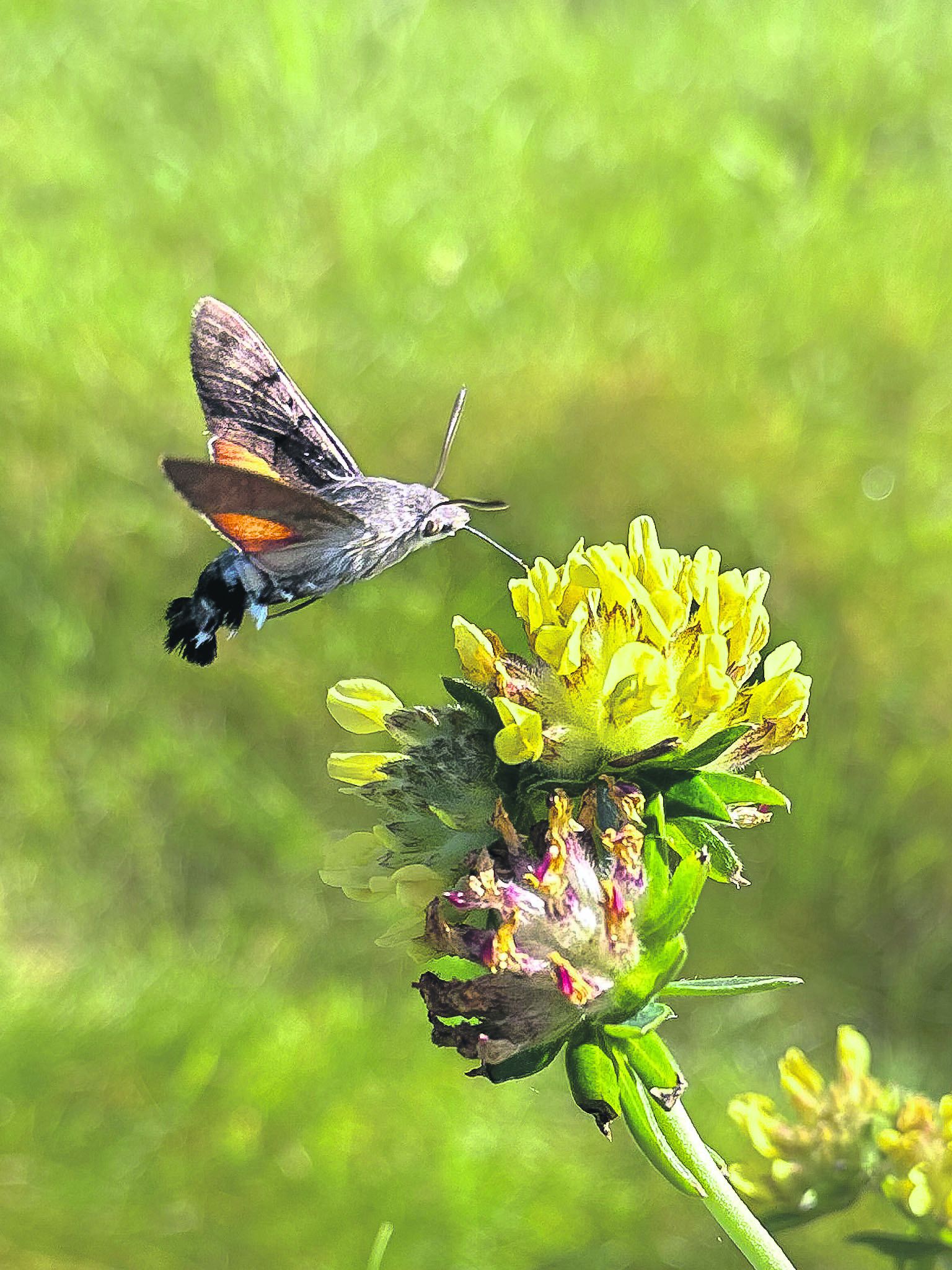 Butterfly Journeys