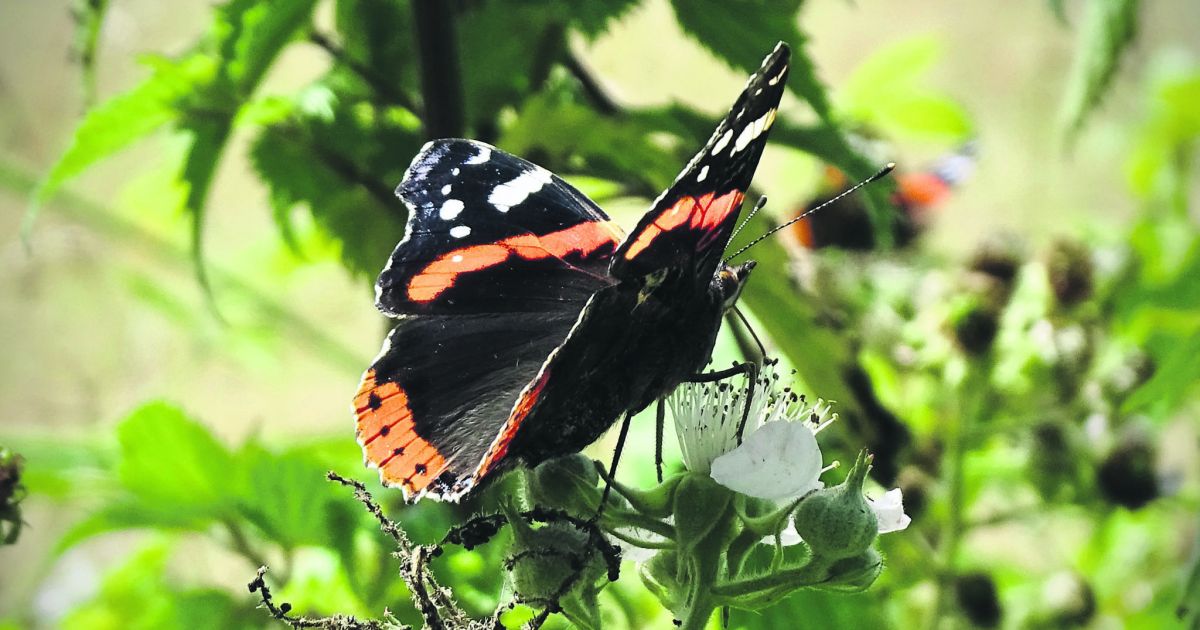 Butterfly Journeys