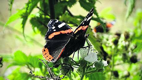 Amazing journeys of butterflies Image