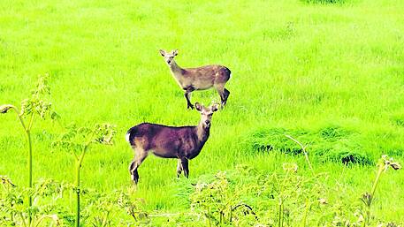 So did the Sherkin deer ‘roe’ to island? Image