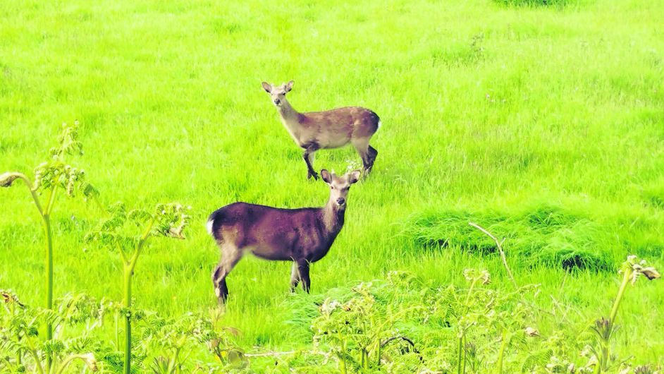 So did the Sherkin deer ‘roe’ to island? Image