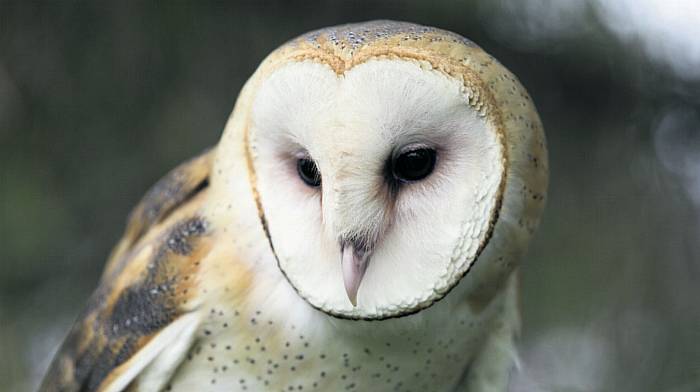 BirdWatch wants you to track barn owls for a survey Image