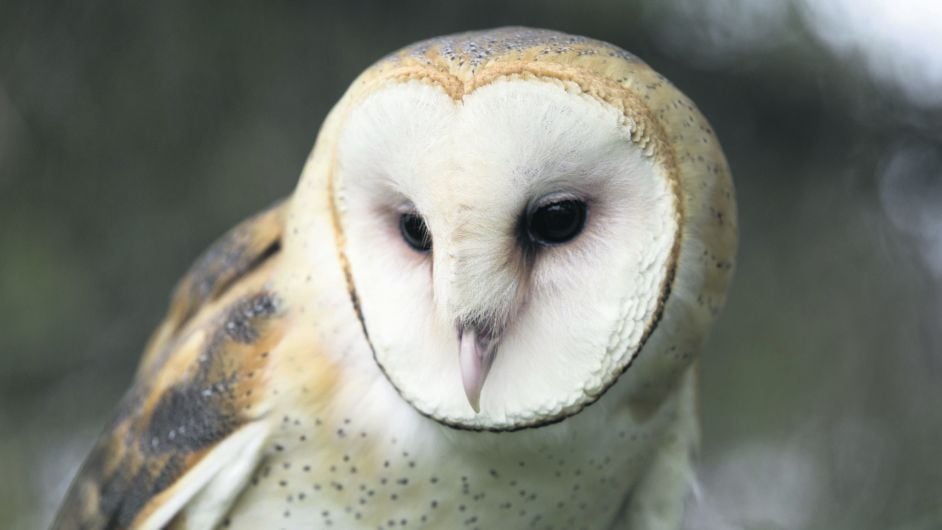 BirdWatch wants you to track barn owls for a survey Image