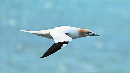 WILDLIFE: The gannet a truly inspiring sight Image