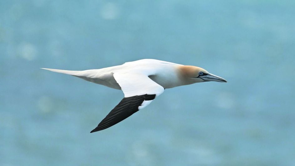 WILDLIFE: The gannet a truly inspiring sight Image