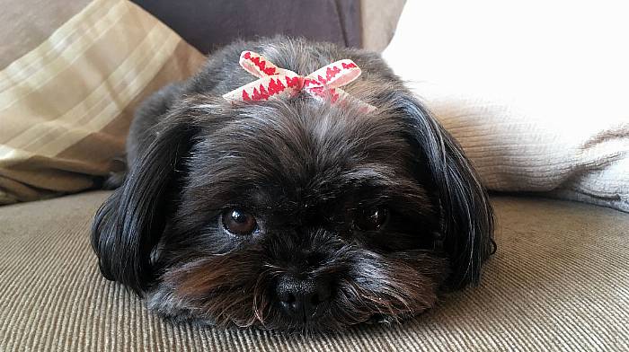 Poppy (11), Shih Tzu x Yorkie, Clonakilty.