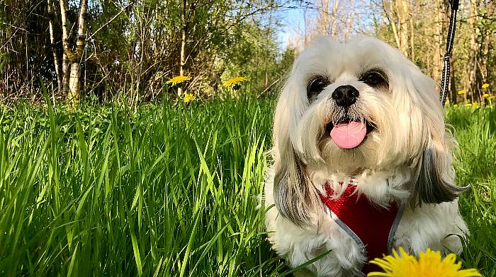 Sophie (8), Shihtzu Maltese, Bantry.