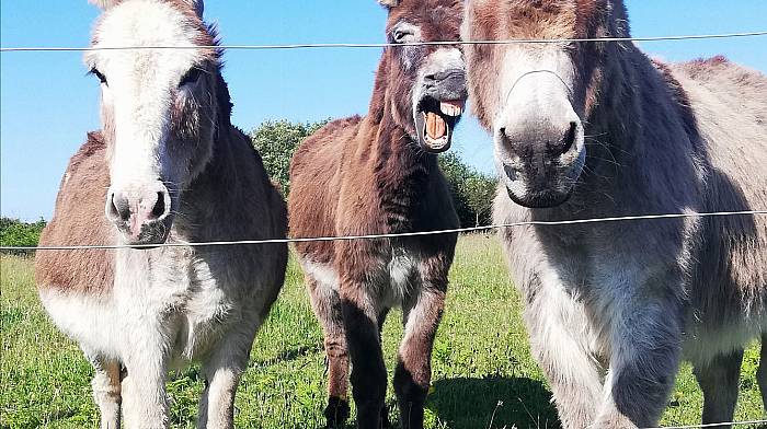 Maisie, Nancy and Seamie (10-12), Donkeys, Baltimore.