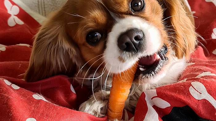 Ollie (2), Cavalier king charles, Ballydehob.