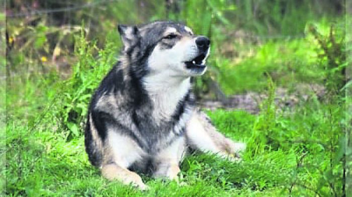 Rumley’s devastated as ‘lost’ wolfdog Axel dies Image