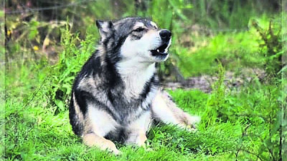 Rumley’s devastated as ‘lost’ wolfdog Axel dies Image