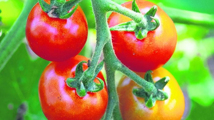 Tomatoes promise bumper crop after the early summer heat Image