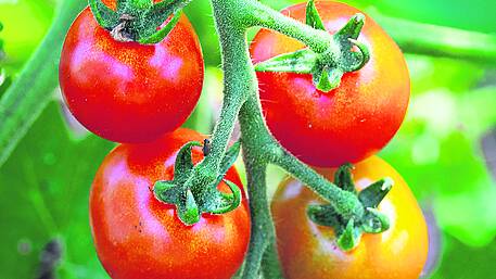 Tomatoes promise bumper crop after the early summer heat Image