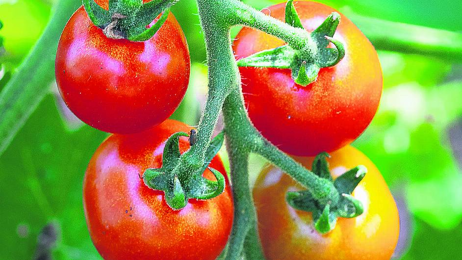 Tomatoes promise bumper crop after the early summer heat Image