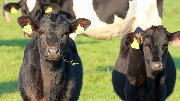 Macra president ‘astounded’ at Irish herd reduction push Image